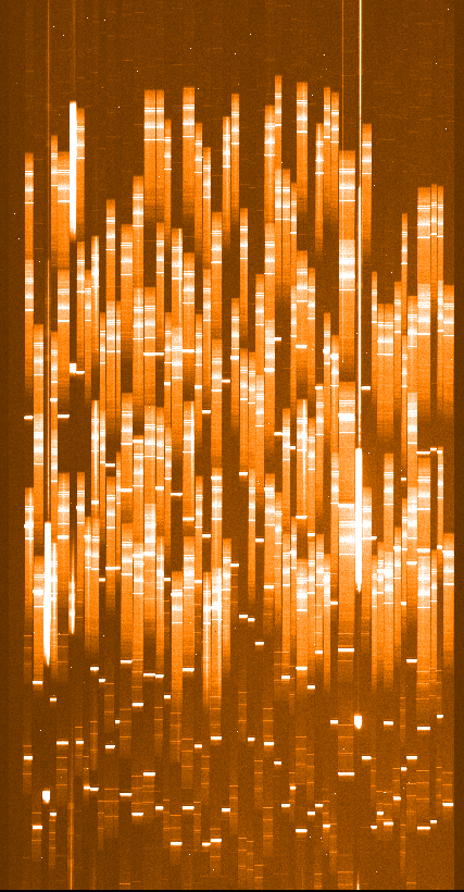 [mosscirawLR_blue.gif 14K]