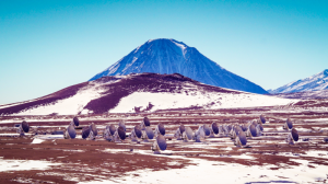 ALMA_blue ALMA_blue