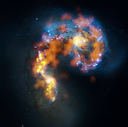 Antennae galaxies composite of ALMA and Hubble observations