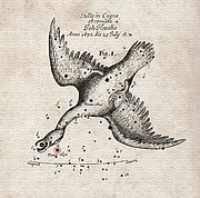 De nova van 1670, opgetekend door Hevelius