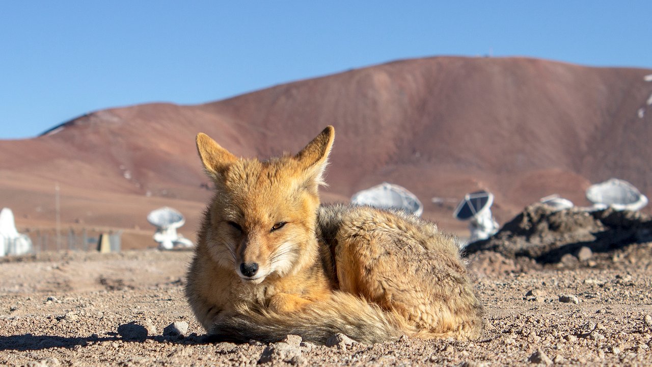 Fox at ALMA site