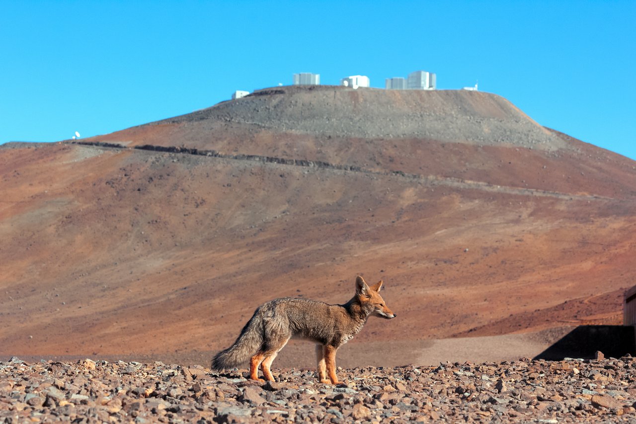 Wild visitor to Paranal