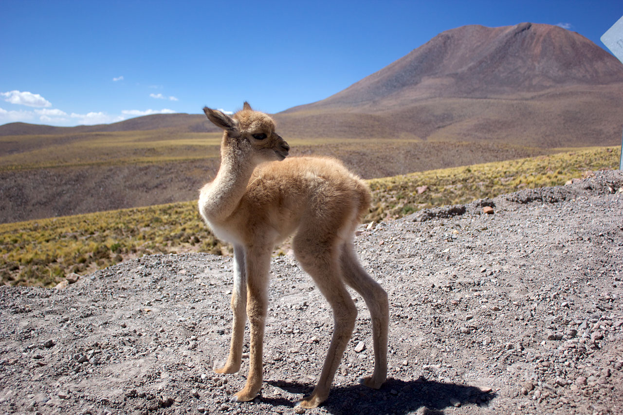 ALMA workers rescue abandoned vicuña fawn