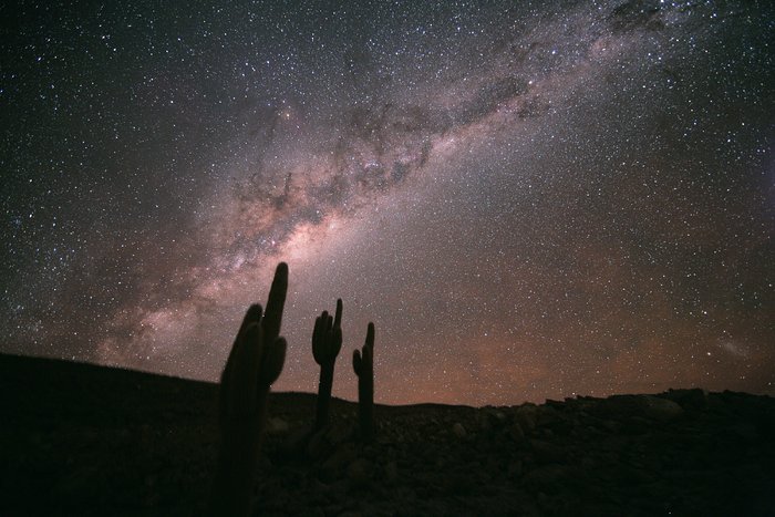 Echinopsis Atacamensis y la Vía Láctea— de la exhibición El Mundo de Noche