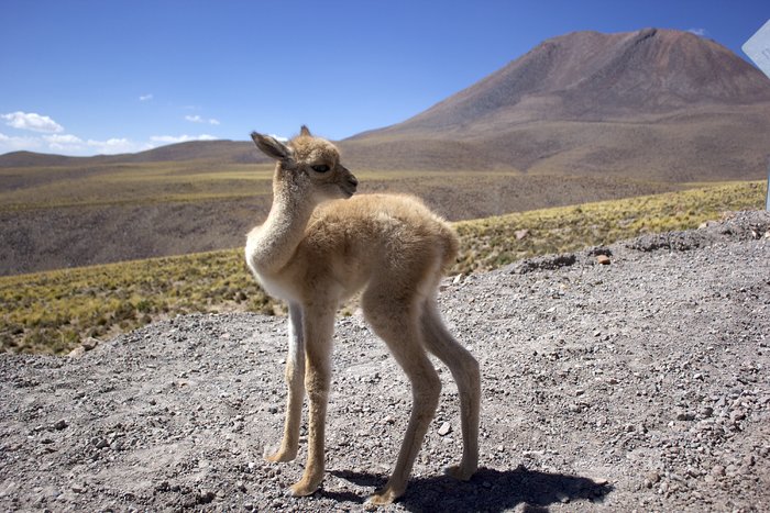 Los trabajadores de ALMA rescatan a una cría de vicuña abandonada