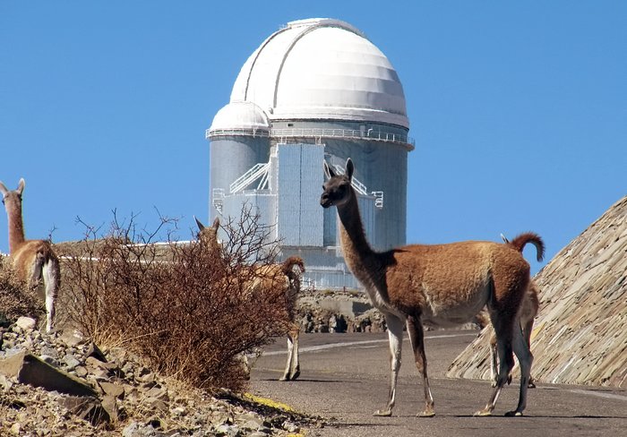 Atacamaørkenens guanacoer