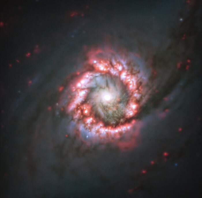 Uma rosa de formação estelar em torno de um buraco negro supermassivo longínquo