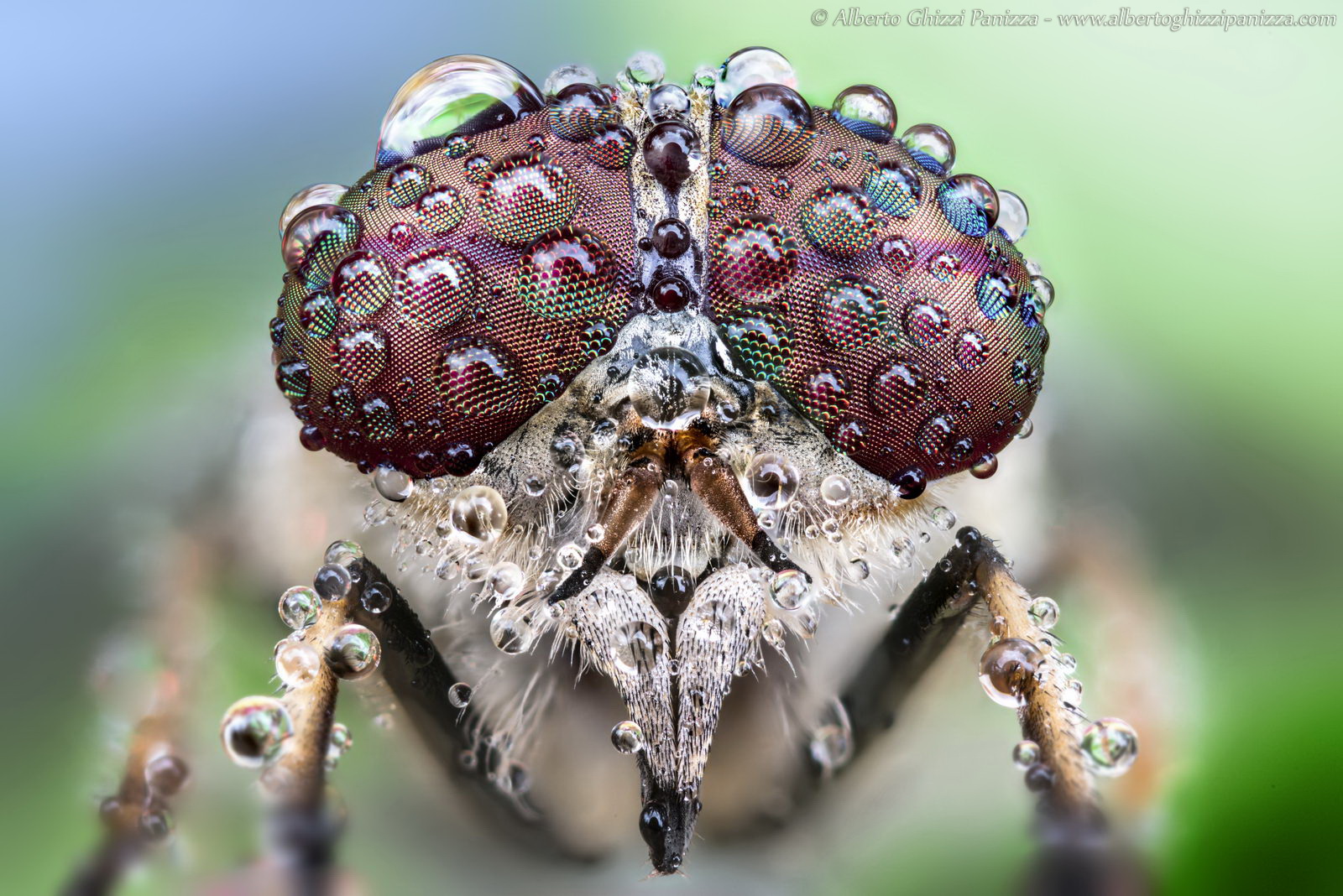 Close-up of a fly, showing the composite eyes in detail