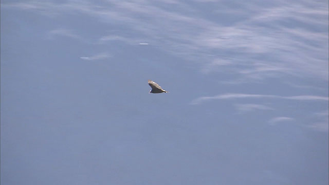 Condor at Paranal
