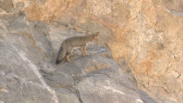 Fox on Cerro Paranal