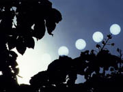 Venus Transit Between the Leaves